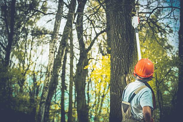 How Our Tree Care Process Works  in  Alum Rock, CA